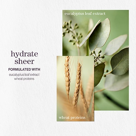 Image 1 - Image shows two overlapping images: one features eucalyptus leaves and buds with the text eucalyptus leaf extract, and the other displays wheat stalks with the text wheat proteins; the words hydrate sheer and formulated with appear alongside the images.
Image 2 - Two lavender bottles of Pureology Hydrate Sheer shampoo and conditioner are shown, with text stating benefit: Hydrates fine, dry, color-treated hair.
Image 3 - Three images are layered; the first shows a close-up of green mint leaves, the second features moss in a textured format, and the third displays a soft pink rose, with text that reads hydrate sheer conditioner after the rain with notes of moss rose mint.
Image 4 - Image shows three sections with icons and text: the first section states vegan formulas* sulfate-free for a gentle cleanse, the second section states recycled bottles made from post-consumer recycled materials**, and the third section states up to 300+ washes in one bottle***. All formulas are highly concentrated meaning less water needed.