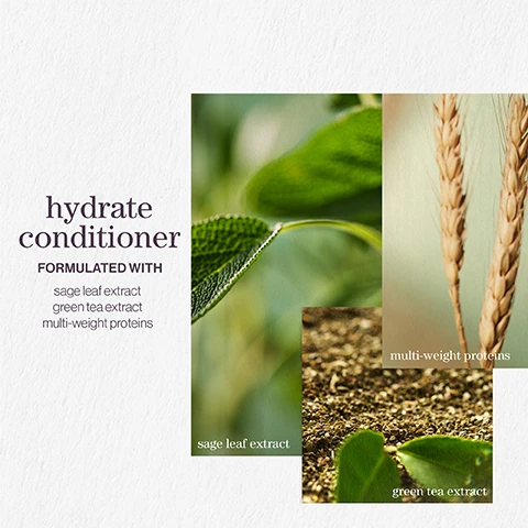 Image 1 - An arrangement of three images featuring green plant leaves and grains with the text hydrate conditioner, formulated with sage leaf extract, green tea extract, and multi-weight proteins.
Image 2 - Image features three cards showing the ingredients for a hydrate conditioner: a green mint leaf, a close-up of moss, and a pink rose, with text that reads hydrate conditioner, after the rain with notes of, moss, rose, mint.
Image 3 - Image features a purple gradient background with three cloud-shaped icons and text indicating vegan formulas that are sulfate-free for a gentle cleanse, recycled bottles made from post-consumer recycled materials, and up to 80+ washes in one bottle.