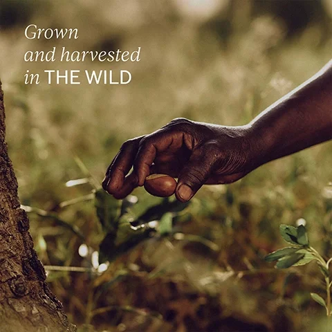 grown and harvested in the wild