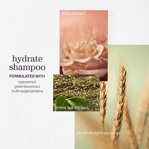 Image 1 - A collage showcasing the label for hydrate shampoo, featuring three images: a rose blossom with the text rose extract, soil with green tea leaves labeled green tea extract, and a close-up of wheat with the text multi-weight proteins, all against a textured white background with the title hydrate shampoo and the phrase formulated with.
Image 10 - Image shows three vertical images featuring a wooden texture, a pink rose close-up, and ginger slices with the text color fanatic, beneath blossoming trees with notes of, and the words cedarwood, rose, and ginger displayed artistically.
Image 11 - Image shows three overlapping photos featuring lavender flowers, a bergamot fruit hanging from a leaf, and patchouli leaves, with the text hydrate shampoo and A CITRUS SUMMER BREEZE WITH NOTES OF lavender bergamot patchouli.
Image 2 - Image of a product titled hydrate conditioner with the text FORMULATED WITH sage leaf extract, green tea extract, multi-weight proteins alongside images of sage leaves, green tea, and wheat.
Image 3 - An image showing two partially transparent product labels featuring different oils; the left label displays the text color fanatic formulated with xylose, and the right label features the text coconut oil and camellia seed oil.
Image 4 - A close-up image of a light, bubbly liquid with the text pro favourite and a quote about Pureology Hydrate products, attributed to Neil Moodie, Pureology UKI Ambassador.
Image 5 - Two bottles of Pureology hair products with a light purple design, one labeled HYDRATE SHAMPOO and the other HYDRATE CONDITIONER, with additional text indicating they hydrate normal to thick color-treated hair and are 100% vegan ingredients.
Image 6 - Image features a blurred background with bubbles, showcasing the text pro favourite at the top, followed by a quote about a hair product attributed to Neil Moodie, Pureology UK Ambassador, discussing its benefits for detangling and heat protection.
Image 7 - A spray bottle labeled COLOR FANATIC by Pureology, with visible text detailing its benefits: Detangles, moisturizes, heat protects, smooths frizz, and adds shine along with other information about being vegan and having 21 essential benefits.
Image 8 - Image shows a gradient background with three sections, each featuring an icon and descriptive text: vegan formulas sulfates-free for a gentle cleanse, recycled bottles made from post-consumer recycled materials, and up to 80+ washes in one bottle with highly concentrated formulas meaning less water needed.
Image 9 - Three images are layered vertically featuring natural elements: the top image shows mint leaves, the middle image displays a textured moss surface, and the bottom image presents a close-up of a pink rose; the text reads hydrate conditioner AFTER THE RAIN WITH NOTES OF moss rose mint.